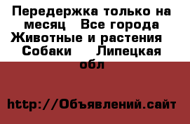 Передержка только на месяц - Все города Животные и растения » Собаки   . Липецкая обл.